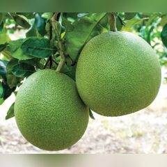 Quả bưởi trên cây